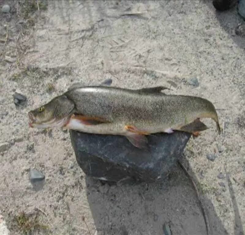 ускуч рыба маркаколь. рыбы кузбасса в речке. рыбы в степи. рыбы степи. амурский хариус.