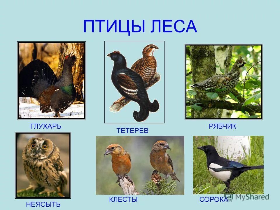птицы в лесу с названиями. птицы лесной зоны. птицы в лесу с названиями. лесные птицы. птицы лесной зоны россии.