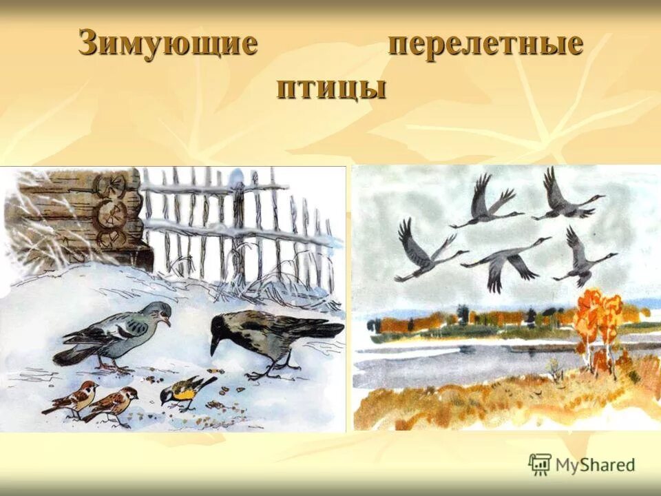 птицы для презентации. где зимуют птицы. птицы 1 класс окружающий мир. птицы для презентации. карта перелета птиц.