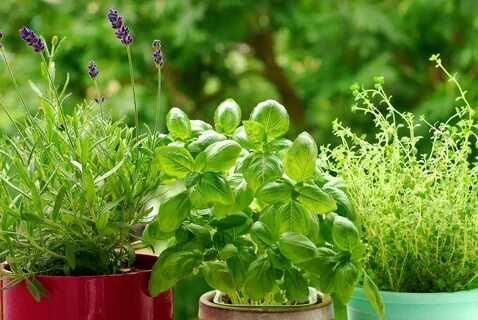 Herbs