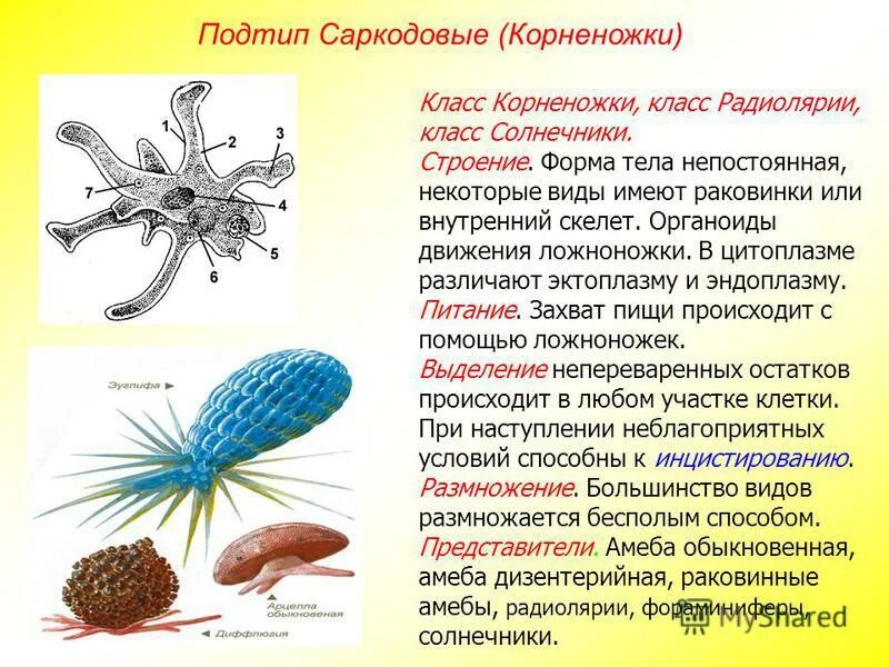 Передвигается при помощи ложноножек ответ