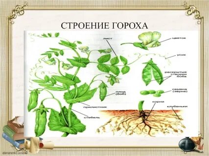 Строение гороха