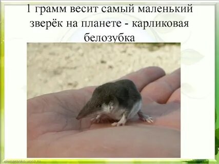 Маленькое с частые
