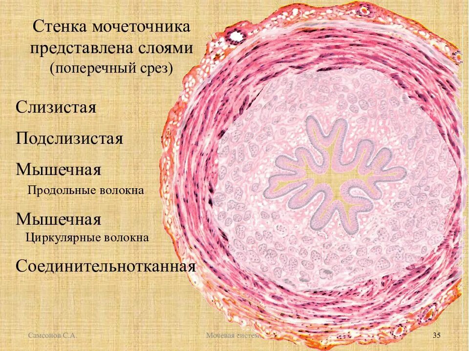 Слои мочеточника. Строение мочеточника гистология. Строение стенки мочеточника анатомия. Циркулярный мышечный слой мочеточника. Мышечная оболочка стенок мочеточник.