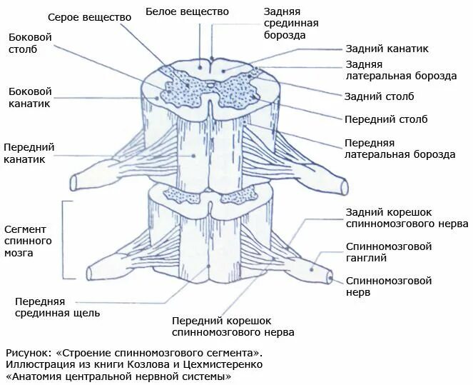 Защита спинного мозга обеспечение подвижности головы опора. Внутреннее строение спинного мозга анатомия. Передняя срединная борозда спинного мозга. Боковые столбы спинного мозга. Строение сегмента спинного мозга боковой столб.