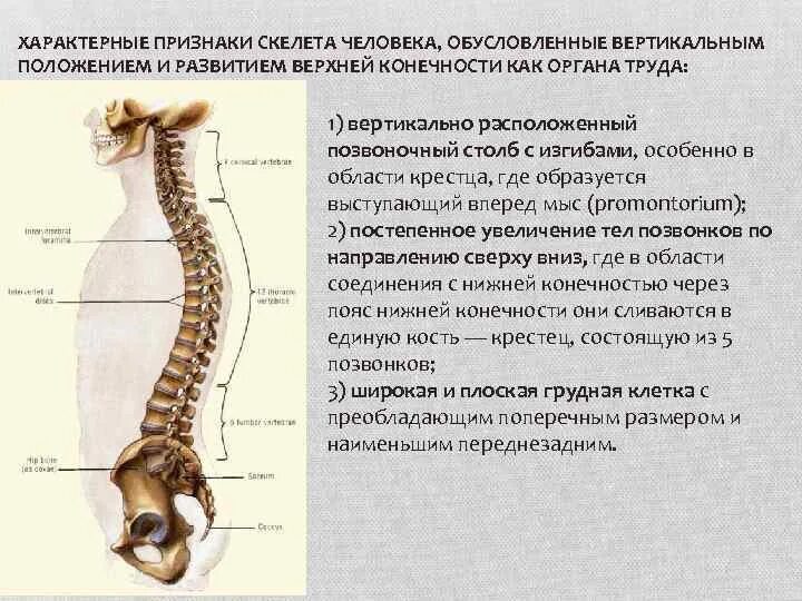 Система которая позволяет человеку сохранять вертикальное положение