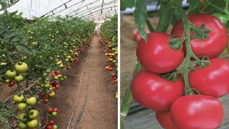 Томат Пинк Импрешн. Розовый томат Пинк Импрешн. Пинк Импрешн f1.