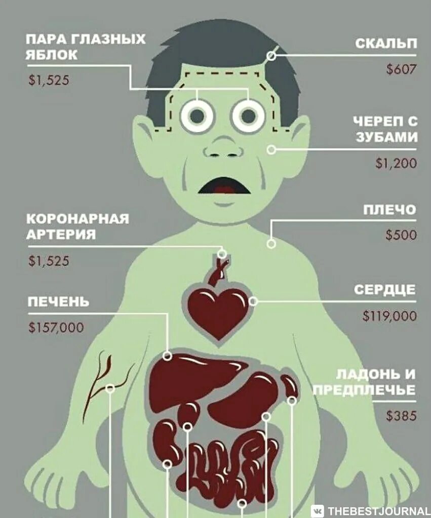 За сколько продают людей. Сколько стоят органы человека. Сколько стоят человеческие органы. Сколько стоит человек. Сколько стоит человек на черном рынке.