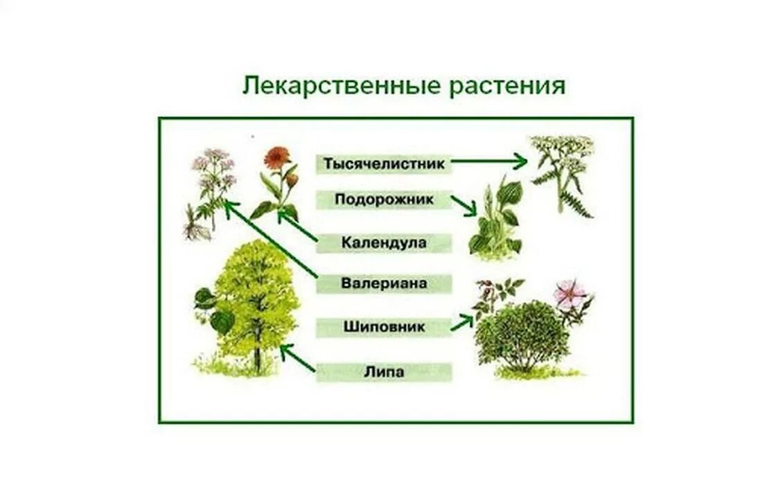 Части лекарственных растений. Лекарственные растения схема. Растения которые используются в медицине. Лекарственные травы 2 класс окружающий мир.