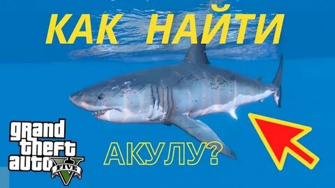 Где найти акулу