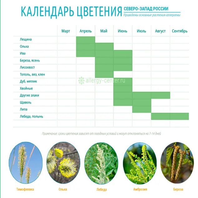 Календарь цветения для аллергиков 2024. Поллиноз. Поллиноз схема. Календарь цветения растений в Хабаровском крае. Весенний поллиноз у детей.