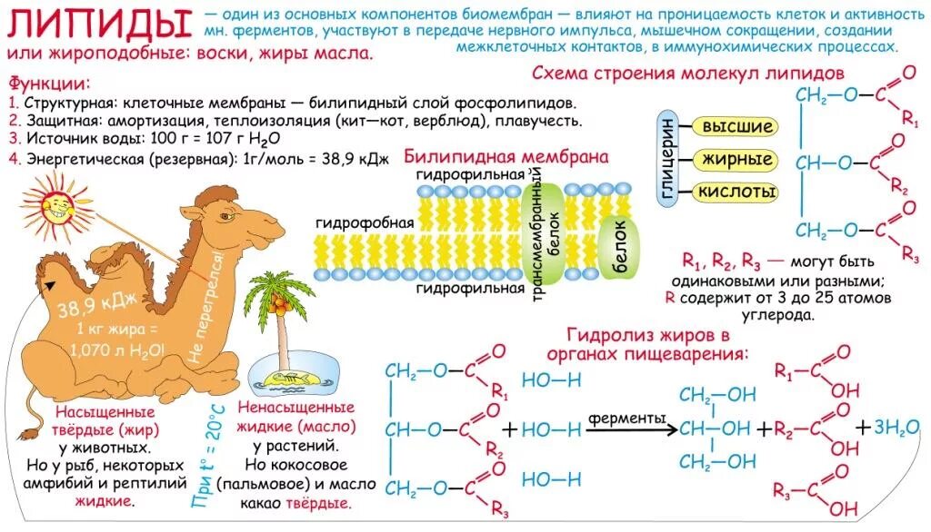 Какие вещества кроме жира могут быть источником. Жиры строение и функции 10 класс биология. Строение свойства и функции липидов биология 10 класс. Жиры функции конспект по биологии. Химическое строение и функции липидов.