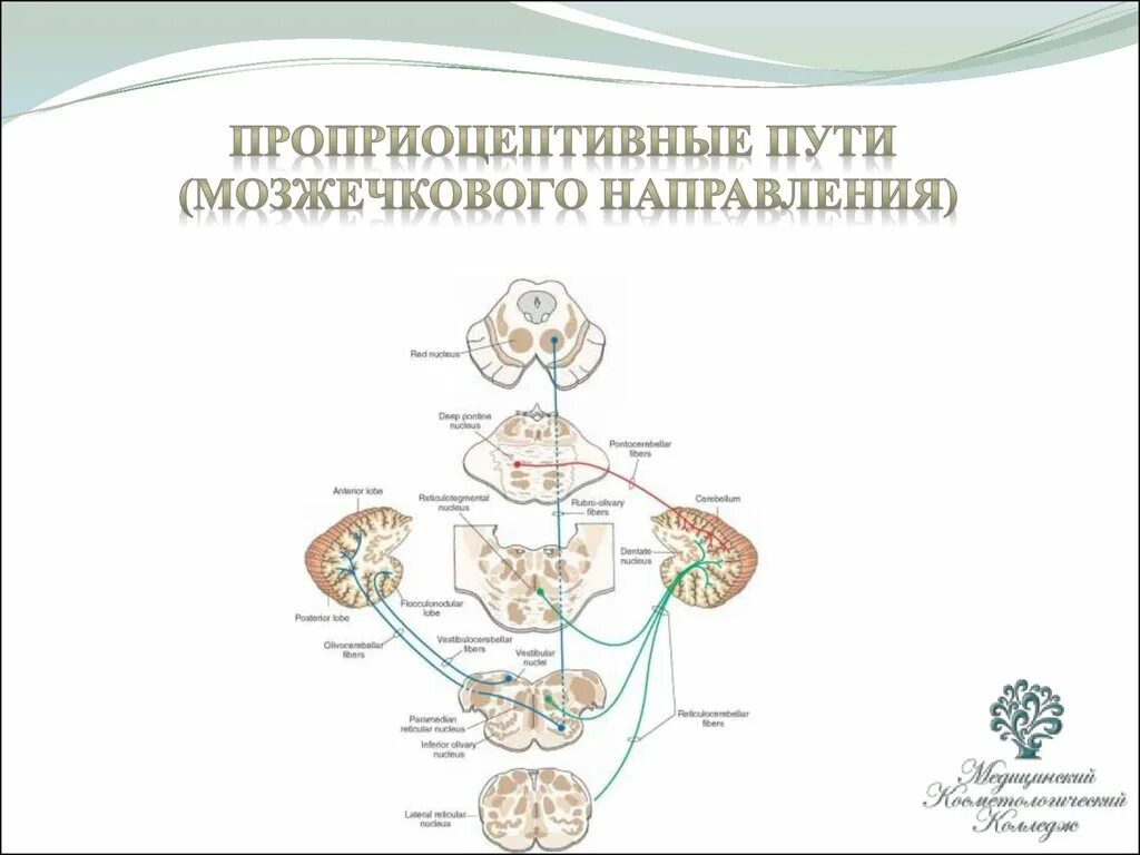 Проприоцептивные пути мозжечкового направления схема. Передний спинно-мозжечковый путь Говерса. Задний спинно-мозжечковый путь схема. Проприоцептивные пути коркового направления схема.