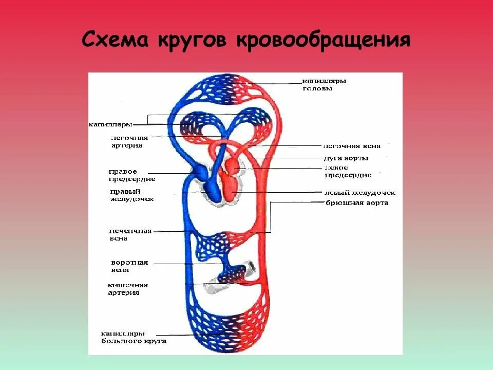 Схема кругов кровообращения физиология. Схема малого круга кровообращения анатомия. Малый и большой круг кровообращения человека схема. Схема большого и малого круга кровообращения 8 класс. Средний круг кровообращения