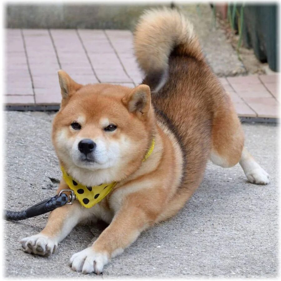 Сиба ину. Японская порода собак сиба-ину. Сиба Шиба ину. Шиба ину Карликовые. Японская порода сиба