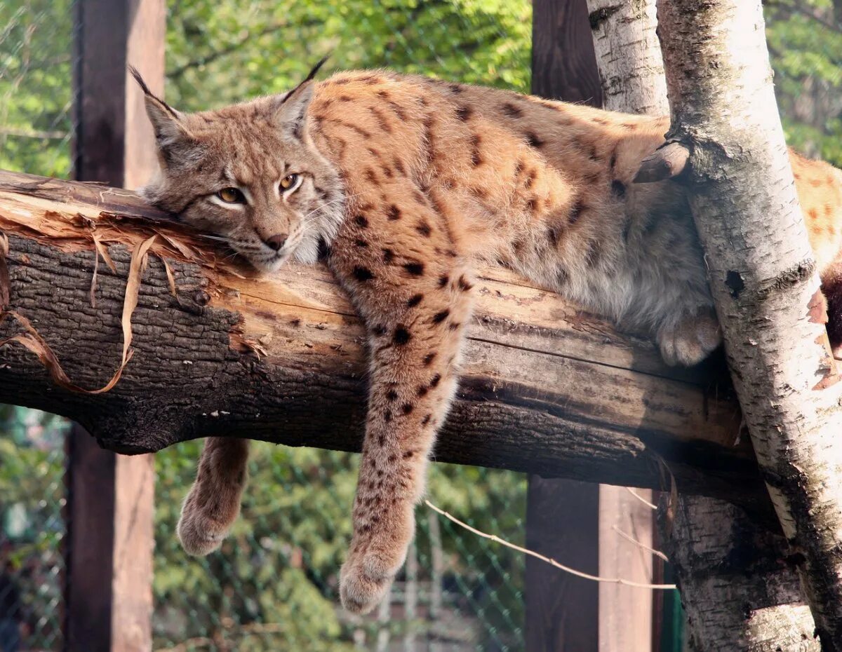 Обыкновенная Рысь. Баргузинский заповедник Рысь. Кавказская Рысь Lynx Lynx dinniki. Уссурийская Рысь. Приснилась рысь