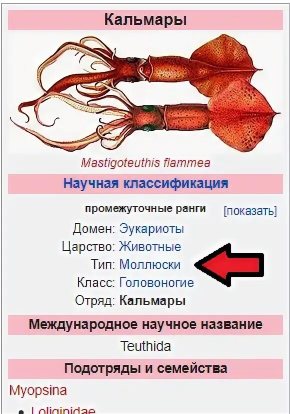 Кальмар группа животных. Классификация кальмара. систематика кальмара обыкновенного. схема обработки кальмаров. отряд кальмары.