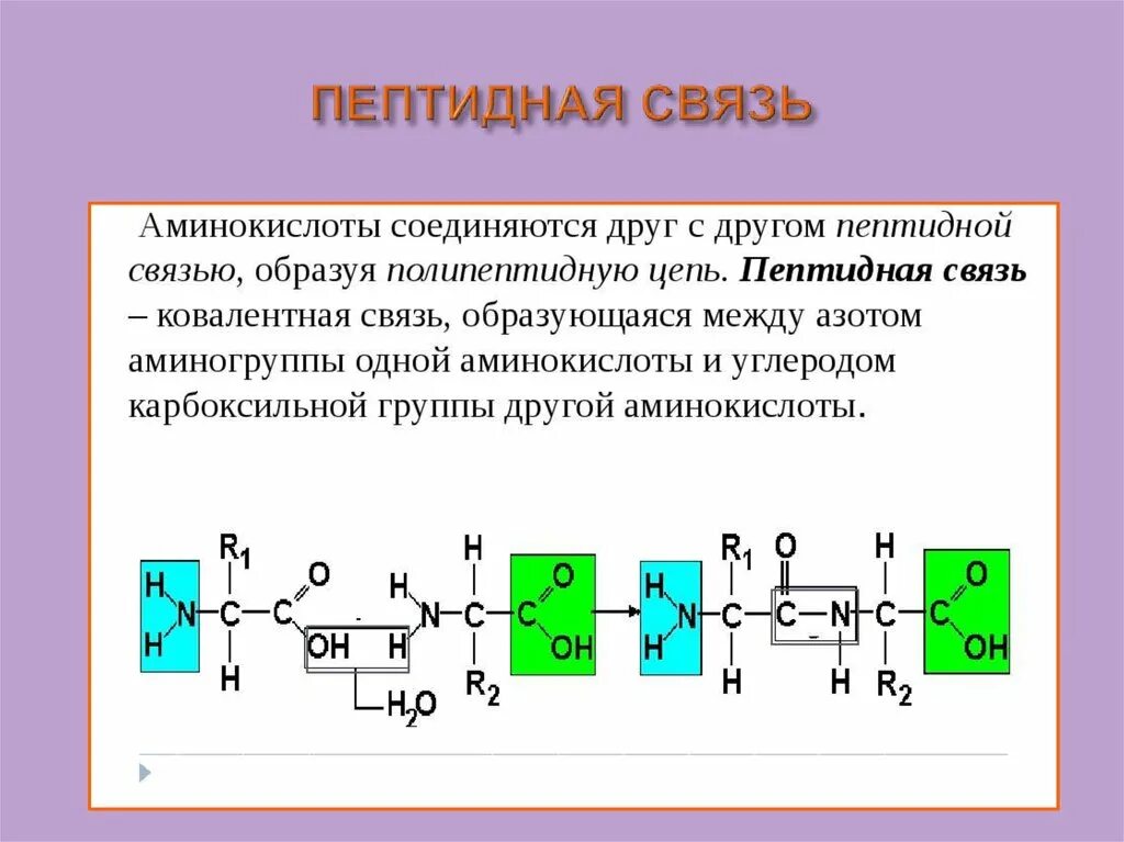 Пептидные связи есть в