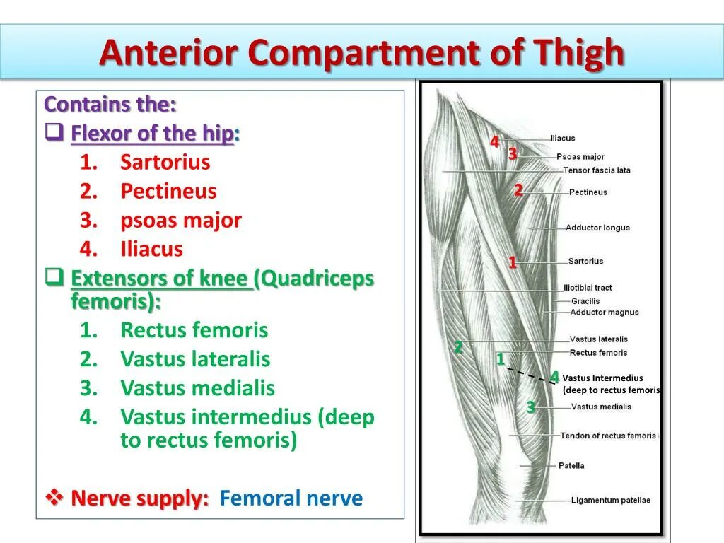 Thigh hip разница. Anterior thigh. Thigh muscle anterior compartment. Чтение thigh. M. Pectineus иннервирует n. ….