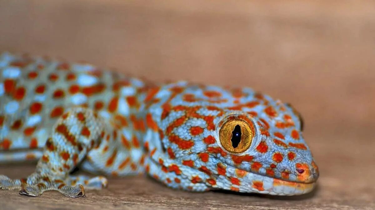 Геккон про. Токи токи геккон. Тукке геккон. Токи (Gekko Gecko). Якусимский геккон.