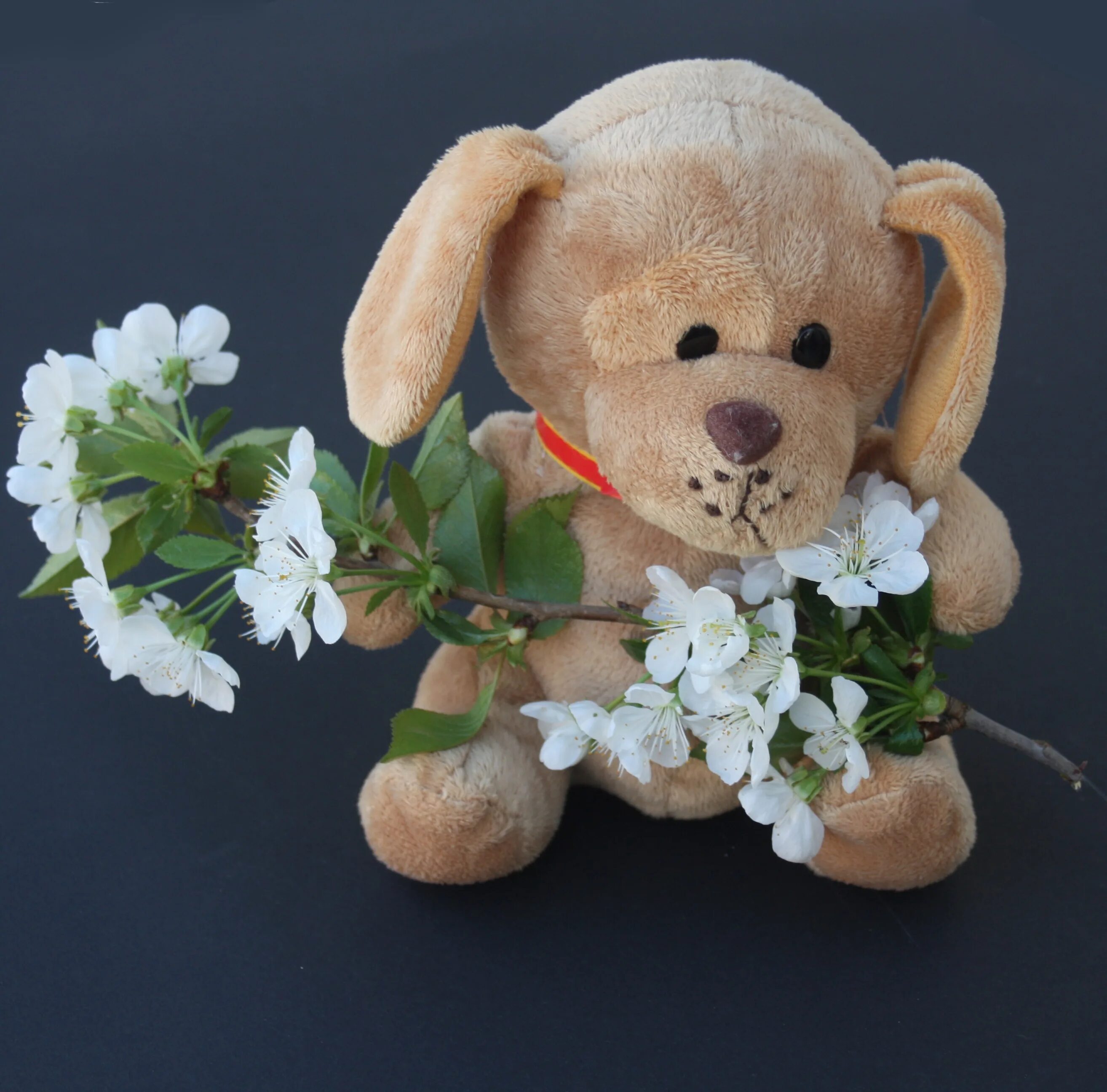 Плюшевый цветок. Щенки Тедди. Собака с плюшевыми цветами. Мишка в руках.