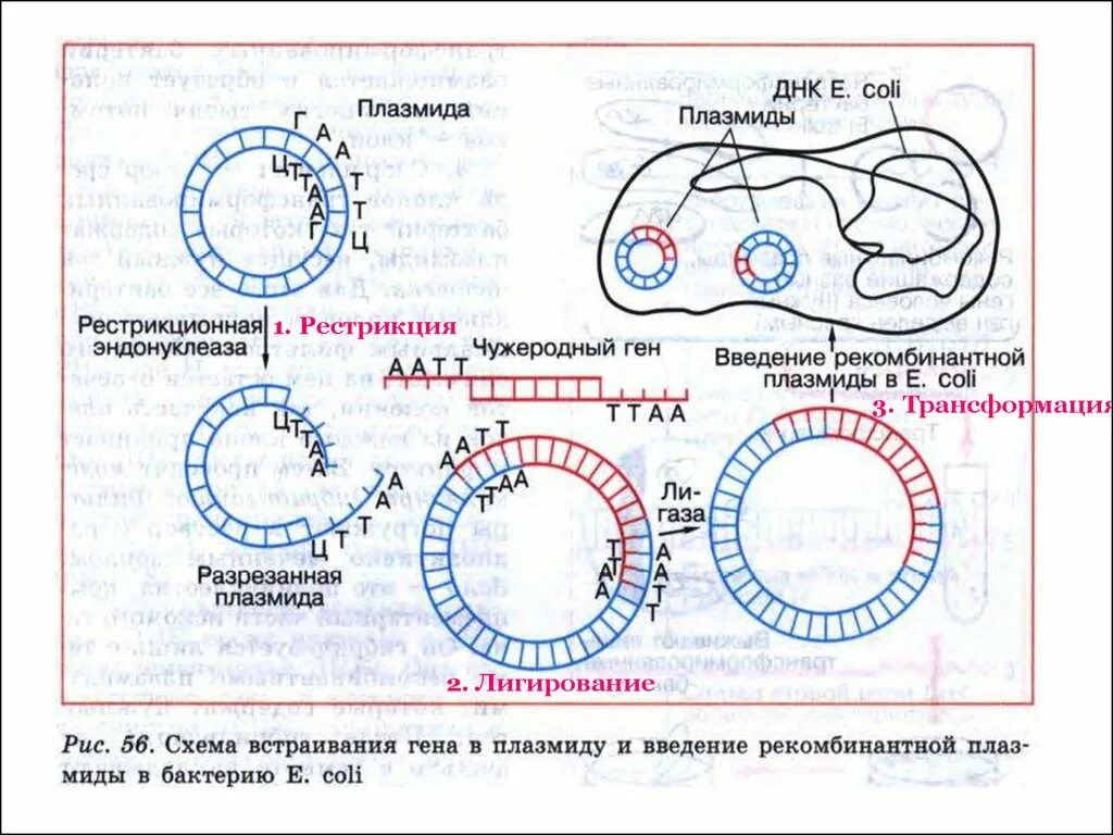 Обработка плазмидами. Репликация плазмид бактерий. Схема трансформации рекомбинантной ДНК. Плазмиды в генной инженерии. Схема плазмиды.