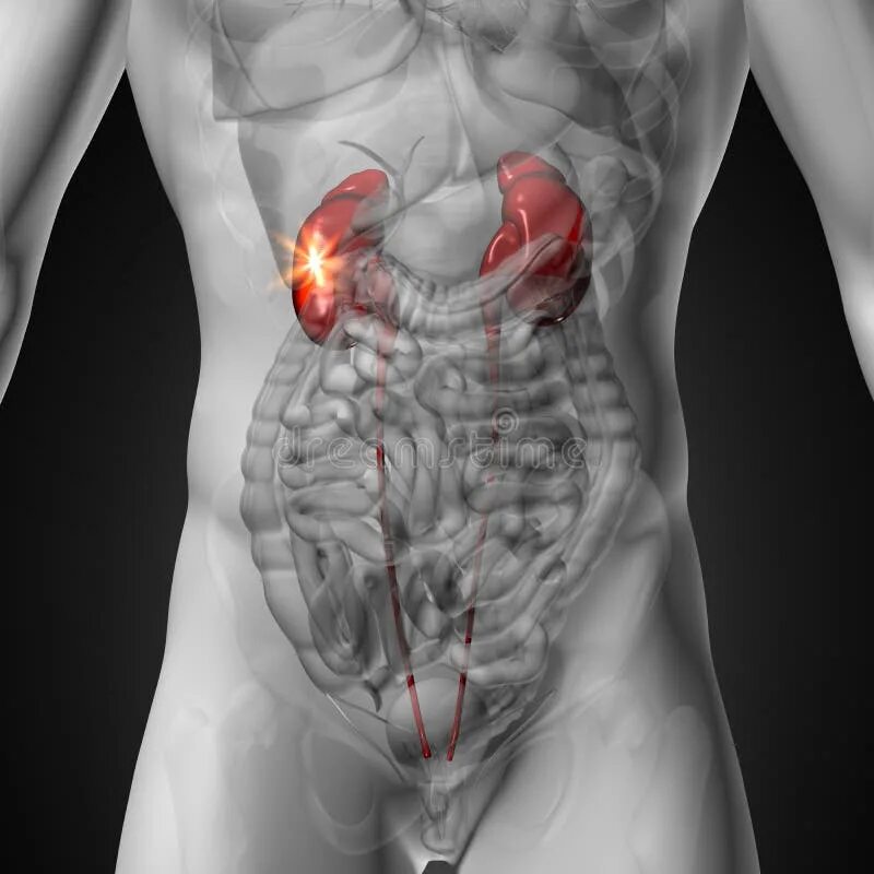 Digestive System Of Male Body Stockfoto en meer beelden van Anatomie - Anatomie,