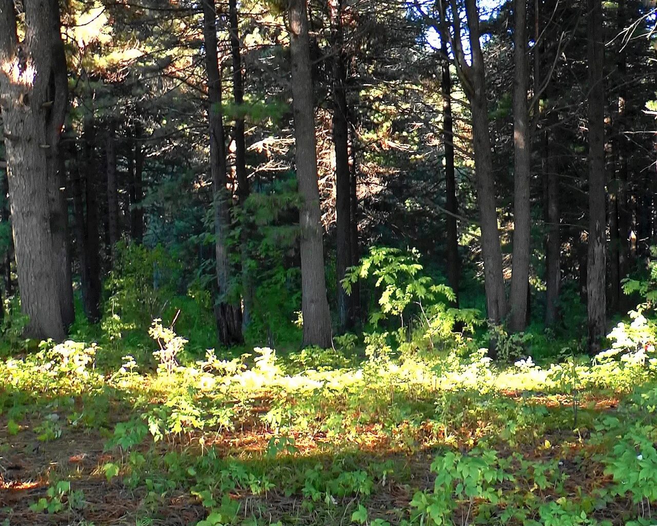 Масштаб леса. Лес кедра томск. леса красноярского края тайга. черноголовка кедровый лес. сибирь томск лес.