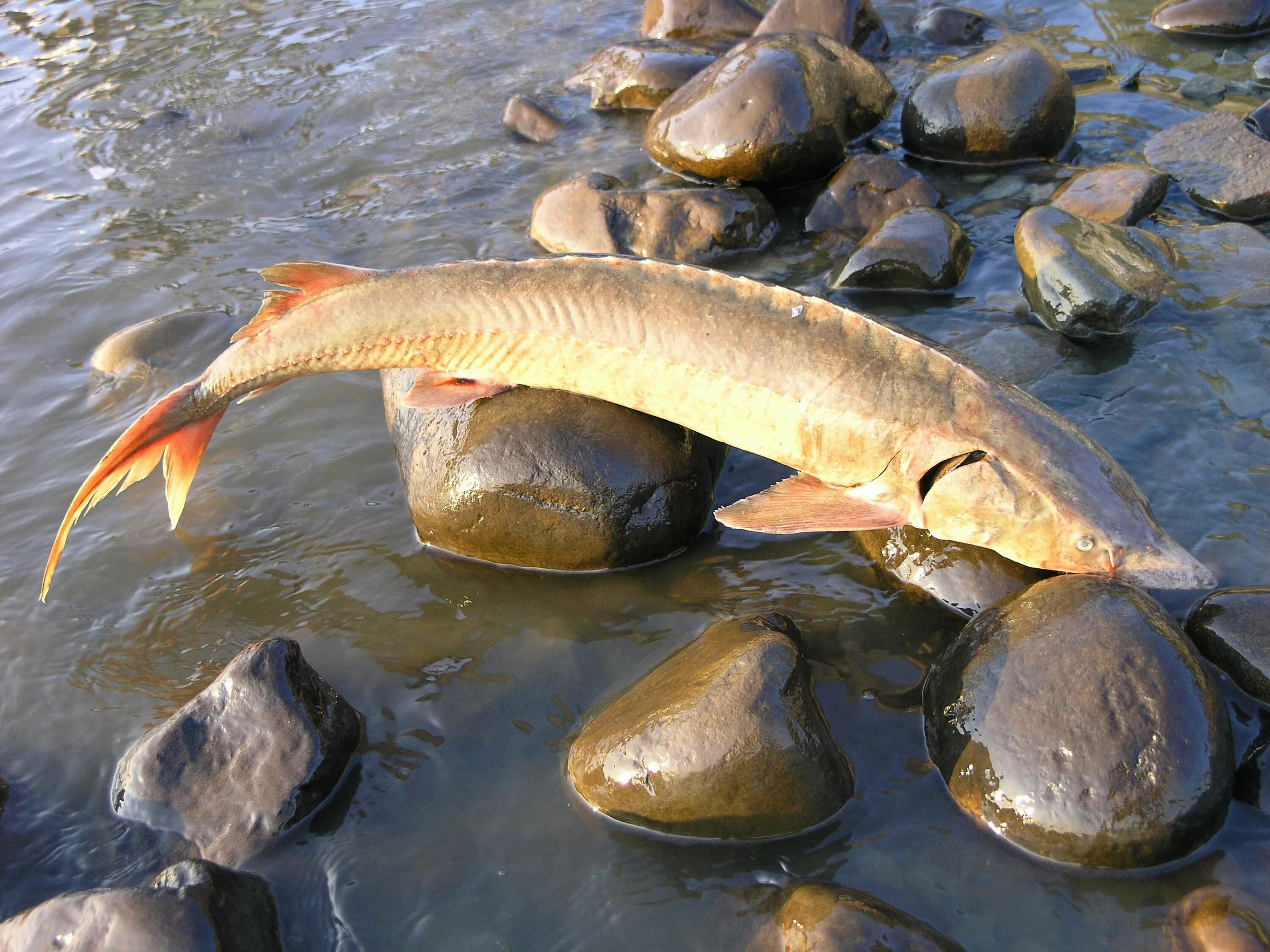 ловля лосося на камчатке. таймень мрассу. пинега рыба. семга архангельская область. хариус чусовая.