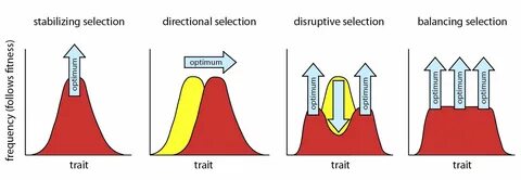 Sampling selection