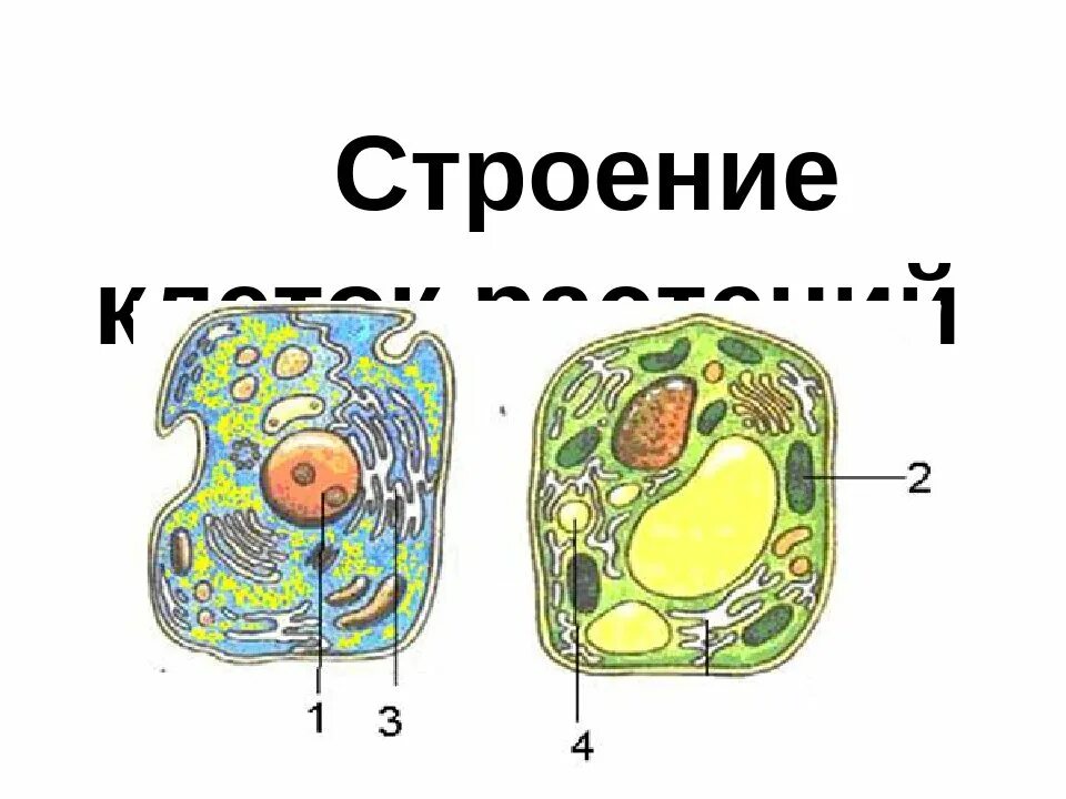 Как отличить клетки