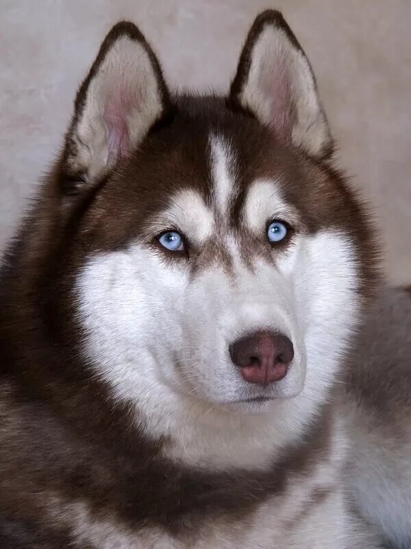 чит лайка. чит лайка. продажа лаек в иркутской области. чит лайка. код лайка.