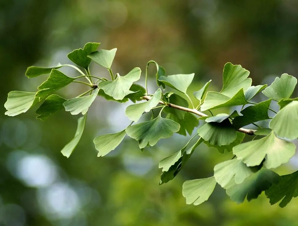 Гинкго двулопастной деревья. Гинкго двулопастный лист. Гинкго билоба двулопастный дерево. Гинкго билоба (Ginkgo Biloba).