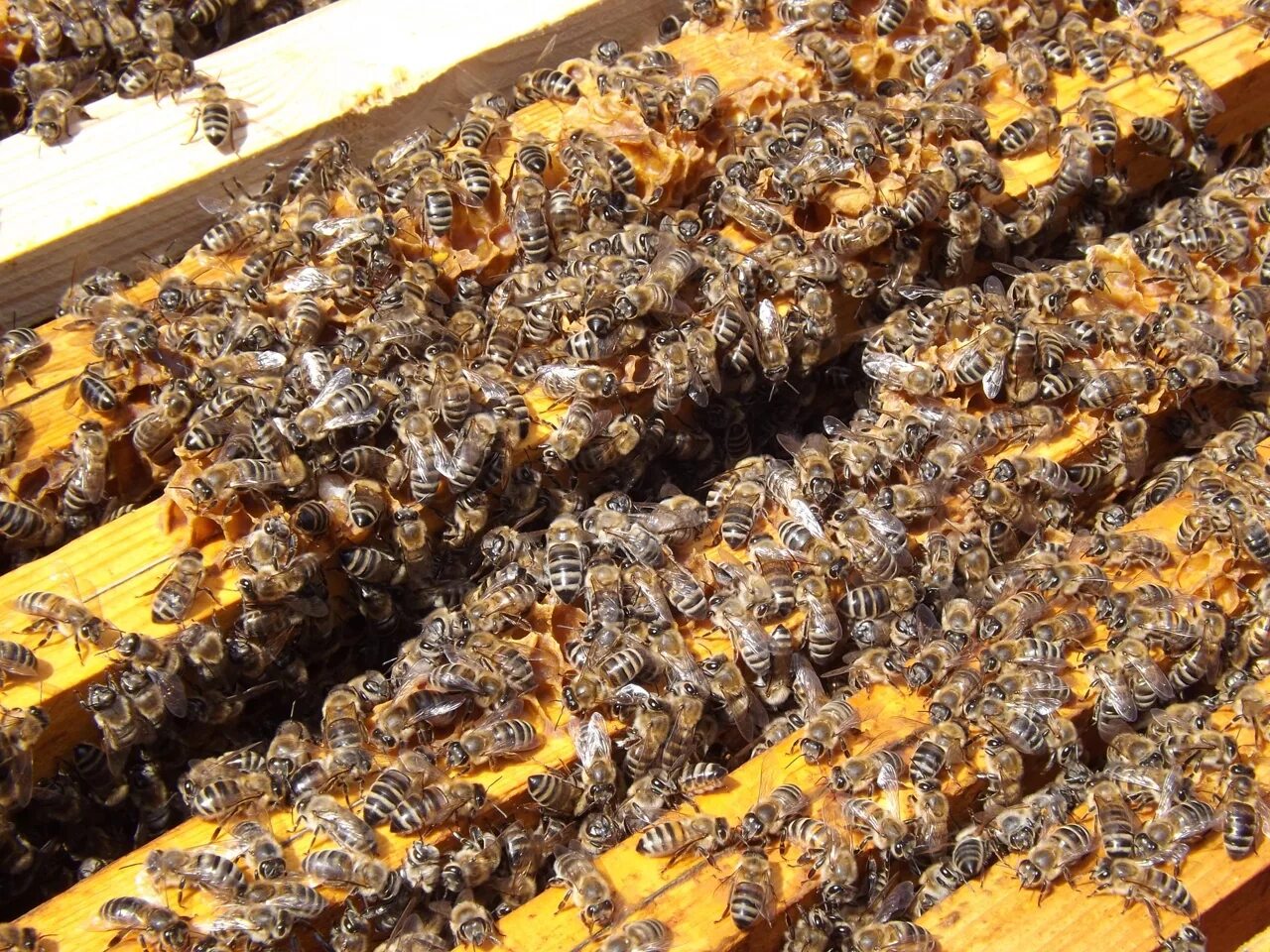 Купить семью пчел. Пчелы в улье. Ульи для пчел. Пчела фото. Пчелы пасека.