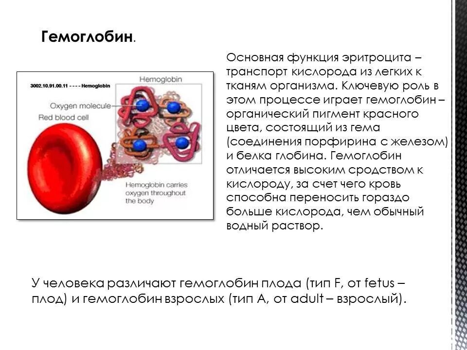 Соединение кислорода в крови. Транспорт газовгкмоглабин. Транспорт кислорода кровью гемоглобин. Транспортная функция гемоглобина. Эритроциты. Роль гемоглобина..