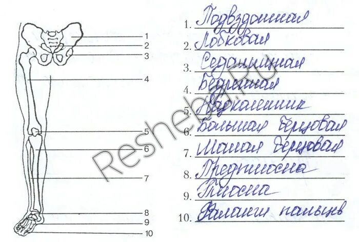 Лабораторная работа номер 2 виды костей