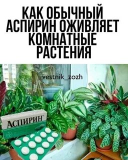 Аспирин для цветов