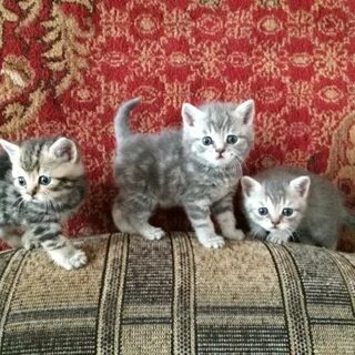 Авито волгоград котята