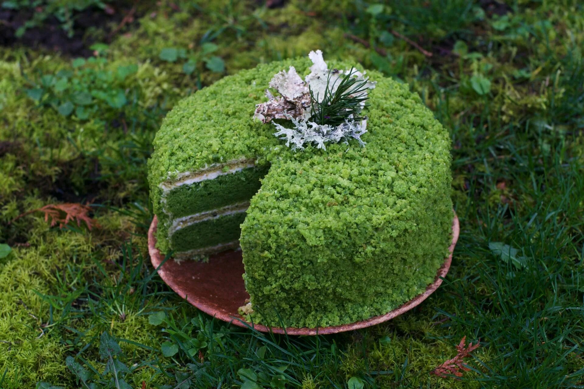 Земля мох что делать. Мох ягель зеленый Лесной. Торт Лесной мох. Бисквит зеленый мох. Мох для торта.