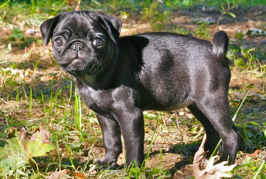 Похож на мопса. Породы собак похожие на мопса. Брабантский бульдог. Кейп мопсы. Породы собак похожие на мопса.