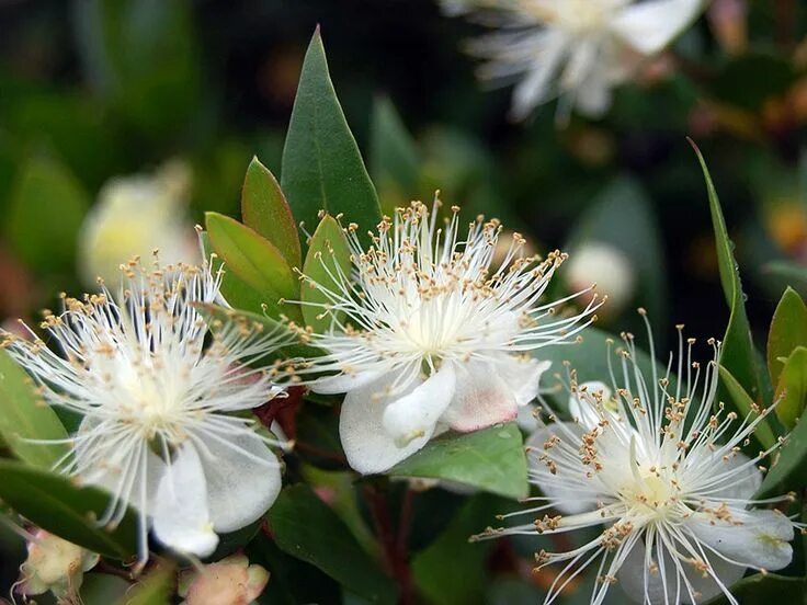 Мирт широколистный. Myrtus communis цветок. Мирт фото растения. Мирт кустарник. Мирт миртус коммунис.