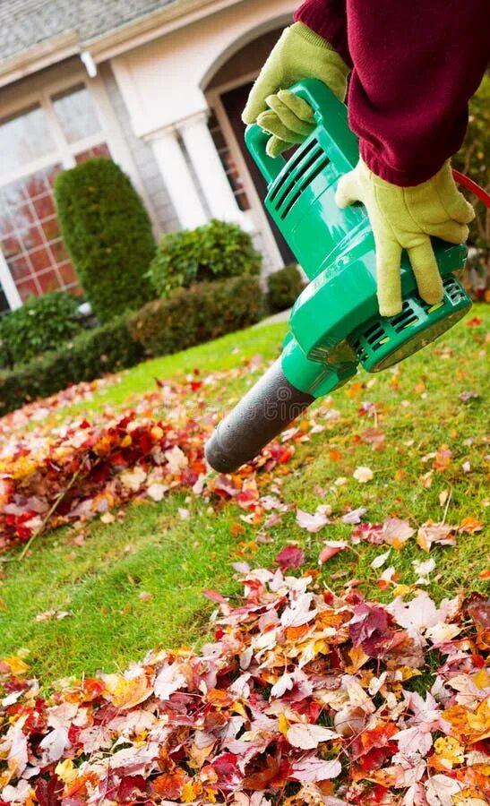 Clean leaf