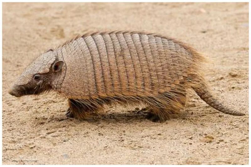 Капибара в амазонке. Чепрачный тапир (tapirus indicus. Капибара. Тапир в южной америке. Млекопитающее обитает в америке.