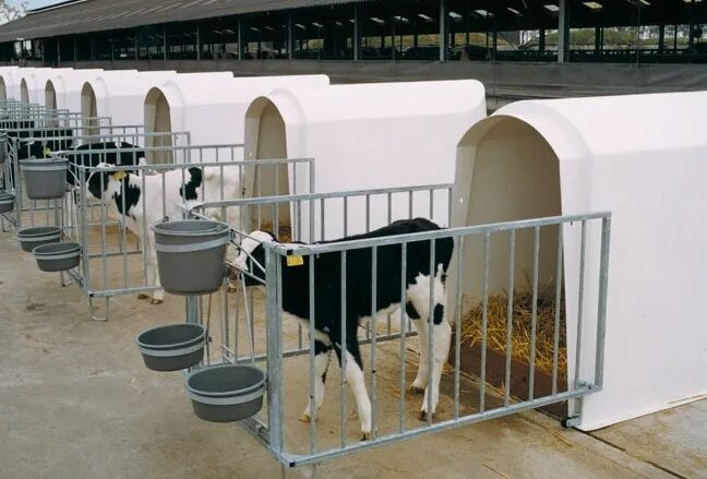 Кормление содержание телят. Иглус домики для телят. домики для телят calf tel. индивидуальные домики для телят. ограждения для телят.