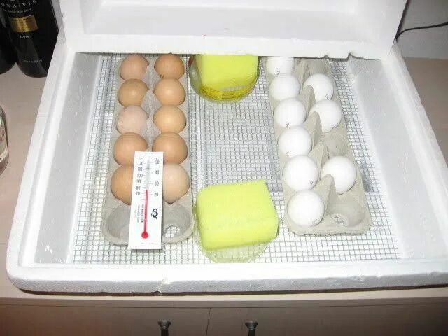 Сколько времени яйцо в инкубаторе. Инкубатор для яиц. Закладка яиц в инкубатор. Куриные яйца в инкубаторе. Сетка для инкубатора для куриных яиц.