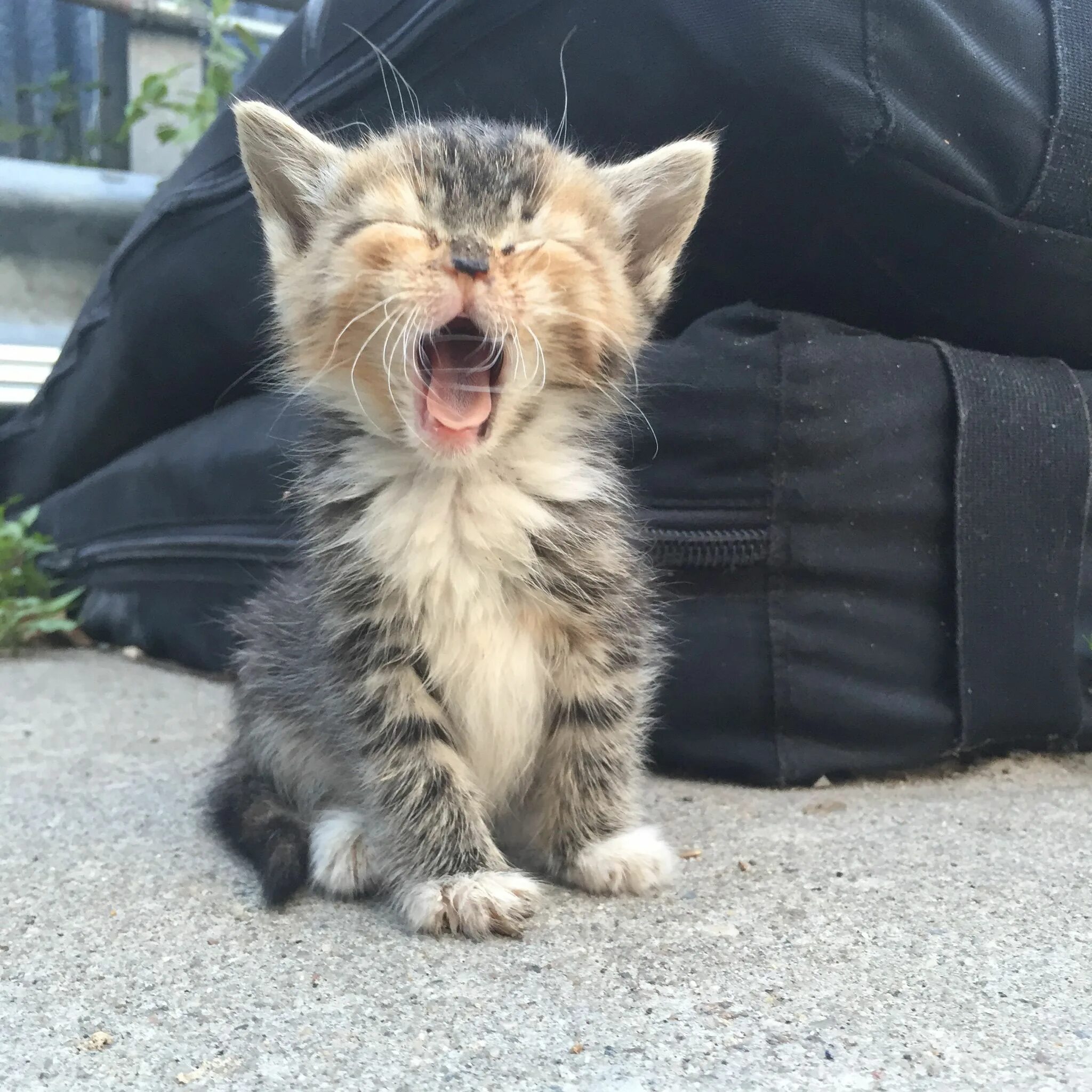 Очень смешной котенок