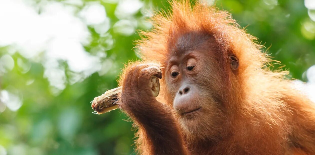 Орангутан шимпанзе. Оранжевый орангутанг. Шимпанзе горилла орангутан. Карликовый орангутанг. Приматы орангутанг.