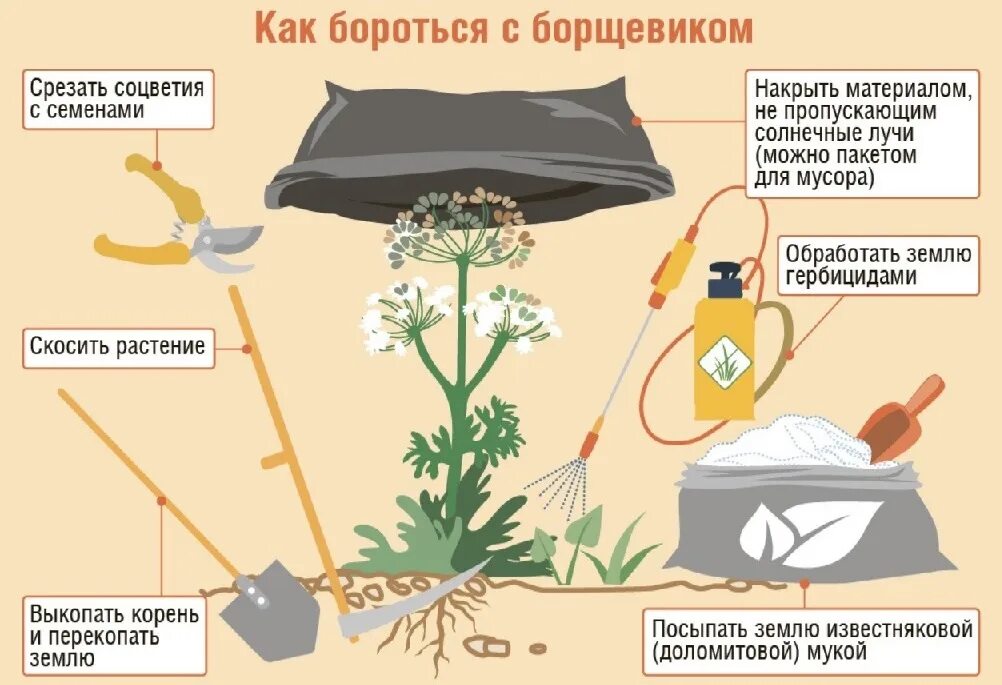 Вредный сорняк. Опасный сорняк борщевик. Как бороться с бощевик. Борьба с борщевиком памятка. Методы борьбы с борщевиком.