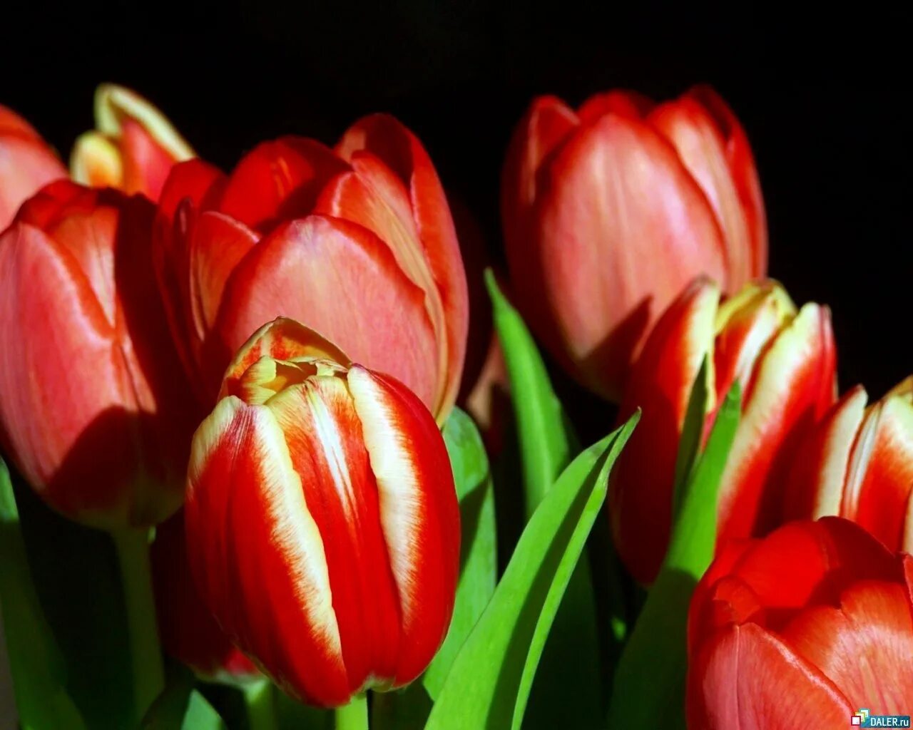 Покажи цветы тюльпаны. Тюльпан Кармен. Цветы тюльпаны. Красные тюльпаны. Тюльпаны крупно.
