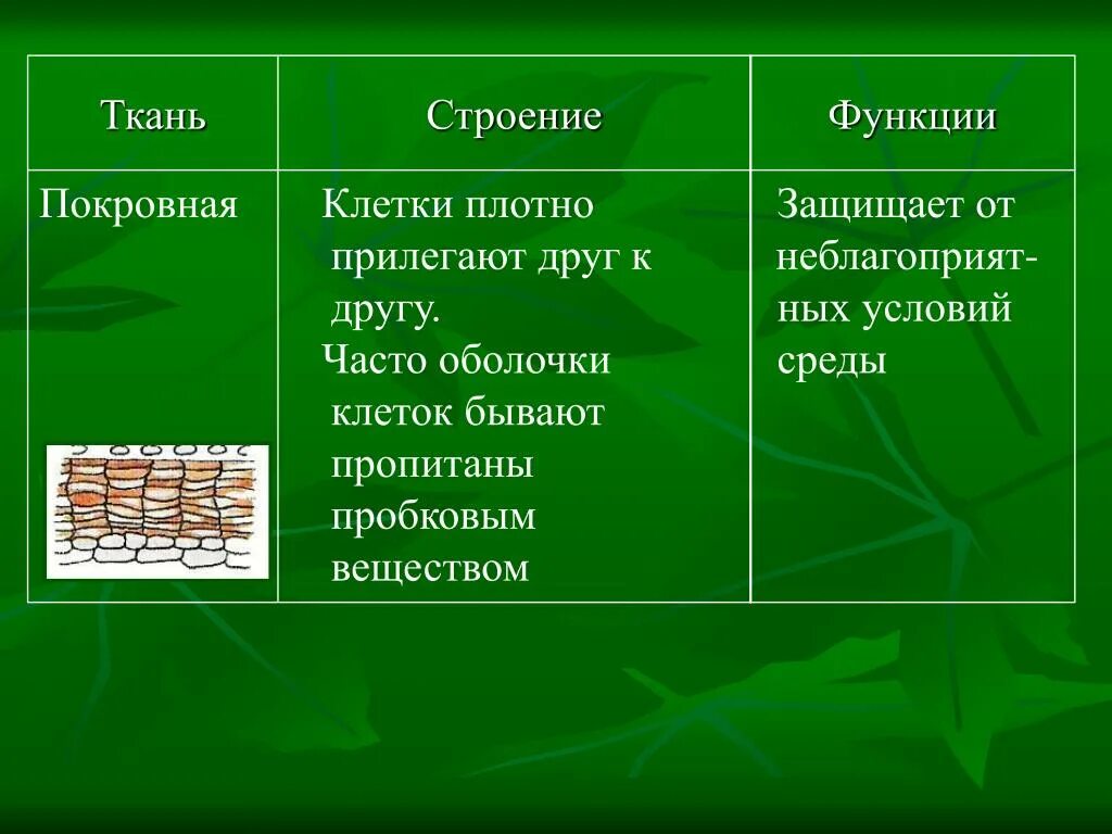 Покровная ткань строение и функции. Особенности строения покровной ткани. Функции покровной ткани. Покровная ткань строение клетки.